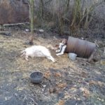 lupii au mincat animale in cimislia, atacul lupilor la gosodarie, animale pradatoare moldova