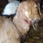 lupii au mincat animale in cimislia, atacul lupilor la gosodarie, animale pradatoare moldova