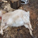 lupii au mincat animale in cimislia, atacul lupilor la gosodarie, animale pradatoare moldova