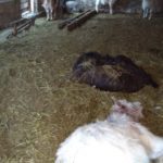 lupii au mincat animale in cimislia, atacul lupilor la gosodarie, animale pradatoare moldova