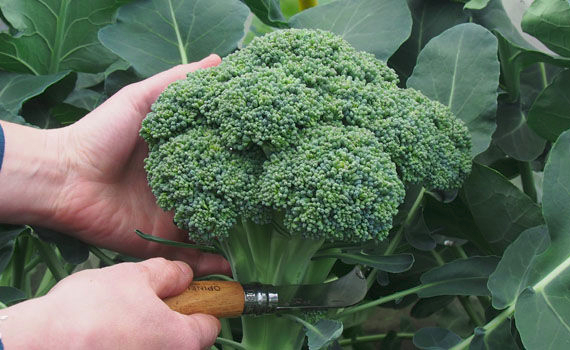 legume la piata centrala, broccoli, busines agricol moldova