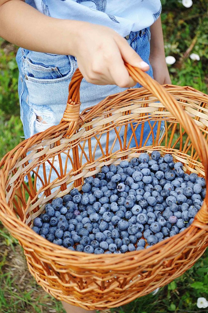 Afinele, pomușoarele cu gust irezistibil, au început să se cultive și în Republica Moldova, agricultura, liviu volconovici, guvernul filip, pdm