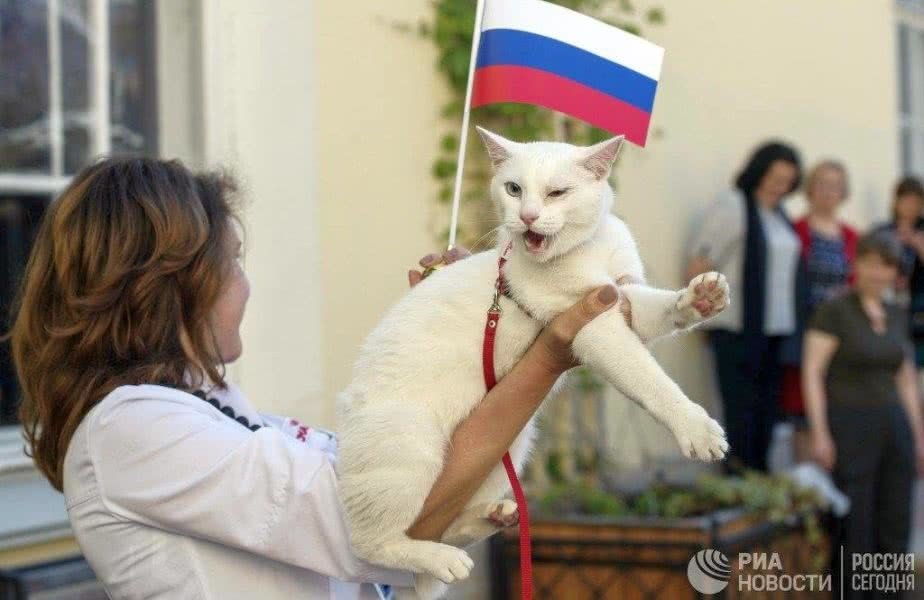 Motanul care a devenit vedetă, datorită Campionatului Mondial de Fotbal, cm 2018, rusia putin
