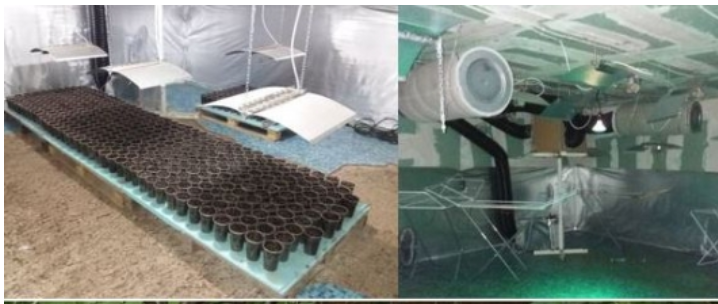 pccocs, grupari criminale, crima organizata, trafic de droguri, lupta c drogurile, inspectoratul de investigatii, cresterea drogurilor