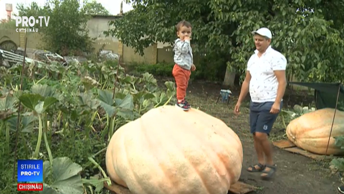 Un bostan de jumătate de tonă crește în grădina unui bărbat din Drăsliceni, Criuleni, legume moldova, vasile spinu, agricultura, botaniada
