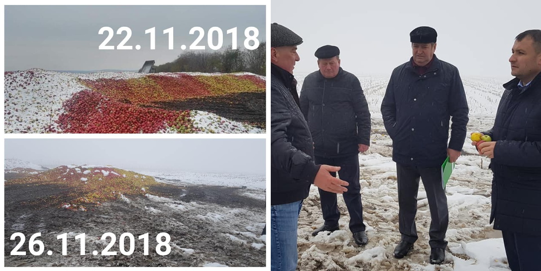 nicolae ciubuc, Ministrul Agriculturii a discutat cu proprietarul merelor de la Floreni, Fotografia de pe internet deformează adevărul, livada de mere ungheni, agricultura moldova, guvernul filip pdm,