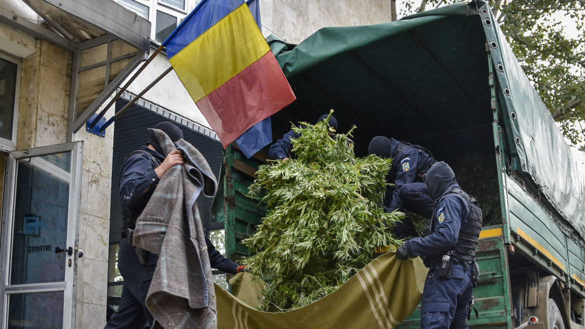 Legalizare canabis România, Canabis, romani,a canabis în scop medicinal