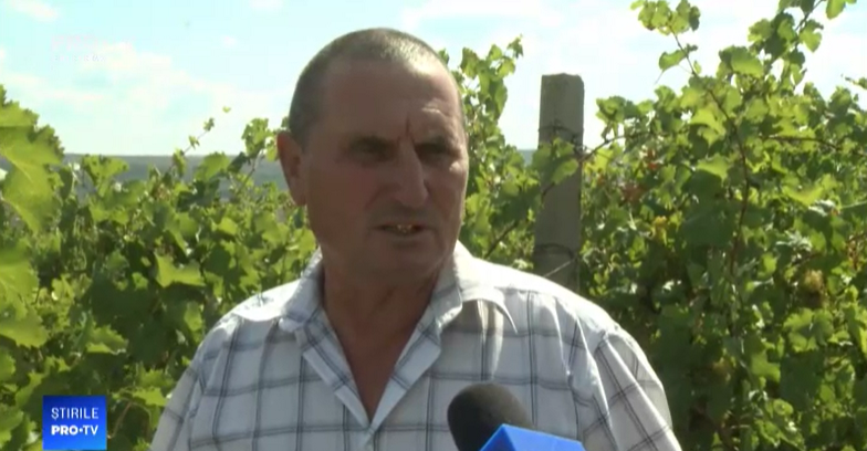 Agricutultorii din Moldova au de cules tone de struguri, nu au unde să-i vândă poama, Politicenii de la guvernare nu-și bat capul de ei, acum psrm, dodon maia sandu poporul, agricultorii din leova,