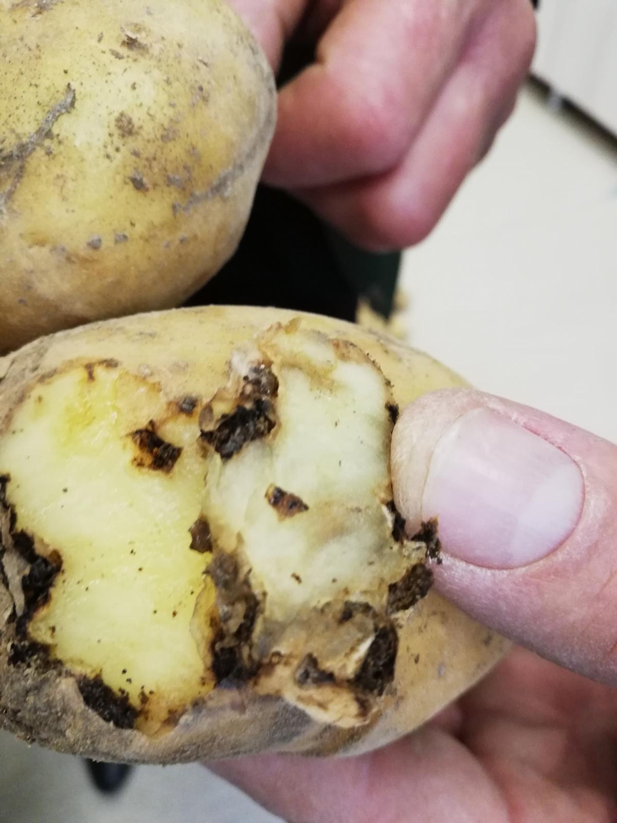 Cartofi din Turcia infestați cu viermi