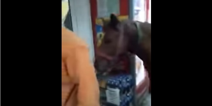 Cu calul, în magazin, Buzău, Moldova, România