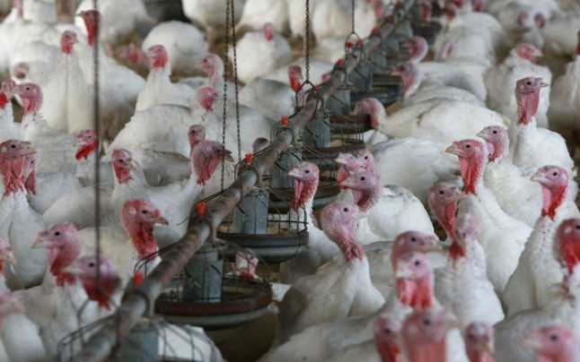 Gripa aviară, Polonia, Europa