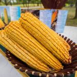 Președintele Igor Dodon efectuează o vizită de lucru în raionul Criuleni