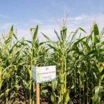 Președintele Igor Dodon efectuează o vizită de lucru în raionul Criuleni