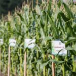 Președintele Igor Dodon efectuează o vizită de lucru în raionul Criuleni