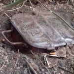 SIS a depistat o cantitate de circa 20 kg de mercur. Containerele erau îngropate în pământ