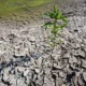 Fermierii afectați de secetă pot depune cereri pentru ajutor financiar: Statul alocă 50 de milioane de lei