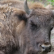 Autoritățile din Cluj au găsit 214 cadavre de bizoni, bivoli, cerbi și căprioare la o fermă
