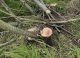 Defrișări ilegale la Cimișlia. 12 arbori tăiați dintr-o fâșie de protecție