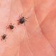 Atenție la căpușe! ANSP a raportat 159 de cazuri de boală Lyme în anul trecut
