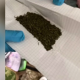 Polițiștii din Ștefan Vodă au descoperit marijuana și dispozitive pentru consumul de droguri la domiciliul unui bărbat din Viișoara