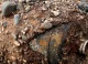 Circa 800 de persoane au fost evacuate dintr-un sat german, după ce a fost descoperită o bombă de 250 kg