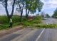 Copaci căzuți pe mai multe drumuri naționale din Moldova. Trafic afectat pe mai multe tronsoane