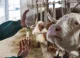 Vaccinurile nu sunt eficiente. Un focar de febră aftoasă a fost confirmat în China, la granița cu Rusia