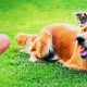 O singură căpușă poate fi fatală pentru animale. Avertizări pentru proprietarii de câini și pisici