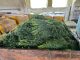 ANSA a distrus 10 tone de mărar de import contaminat cu pesticide periculoase