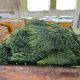 ANSA a distrus 10 tone de mărar de import contaminat cu pesticide periculoase