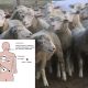 ULTIMA ORĂ // ANSP informează despre înregistrarea unor cazuri de febră Q în Republica Moldova