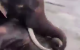 Vacanța s-a transformat în tragedie: O turistă a murit strivită de un elefant în India