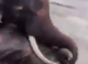 Vacanța s-a transformat în tragedie: O turistă a murit strivită de un elefant în India