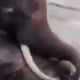 Vacanța s-a transformat în tragedie: O turistă a murit strivită de un elefant în India