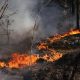 FOTO // Peste o mie de hectare au fost afectate de un incendiu de proporții în zona Cernobîl