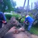 Un copac s-a prăbușit peste liniile electrice, în Grigoriopol. Salvatorii au intervenit de urgență