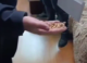 VIDEO // Un bărbat din Drochia a fost arestat pentru jaf și tâlhărie