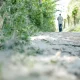 Puful de plop: De ce apar alergiile și cum ne protejăm