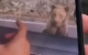 Un turist a fost atacat de urs pe Transfăgărășan după ce a încercat să-l hrănească