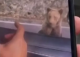 Un turist a fost atacat de urs pe Transfăgărășan după ce a încercat să-l hrănească