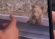 Un turist a fost atacat de urs pe Transfăgărășan după ce a încercat să-l hrănească