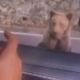 Un turist a fost atacat de urs pe Transfăgărășan după ce a încercat să-l hrănească