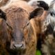 Hoții de vite fac ravagii în Germania: Animalele ar putea fi duse peste hotare