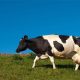 Când începe și când se încheie pășunatul. Reguli noi pentru deținătorii de animale