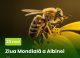 Astăzi este marcată Ziua Mondială a Albinei