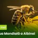 Astăzi este marcată Ziua Mondială a Albinei