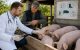 Două focare de pestă porcină africană și un caz de rabie. Veterinarii vor merge din poartă în poartă la proprietarii de porci