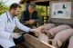 Două focare de pestă porcină africană și un caz de rabie. Veterinarii vor merge din poartă în poartă la proprietarii de porci