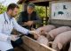 Două focare de pestă porcină africană și un caz de rabie. Veterinarii vor merge din poartă în poartă la proprietarii de porci