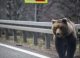Ursul care a atacat un turist elvețian pe Transfăgărășan a fost împușcat